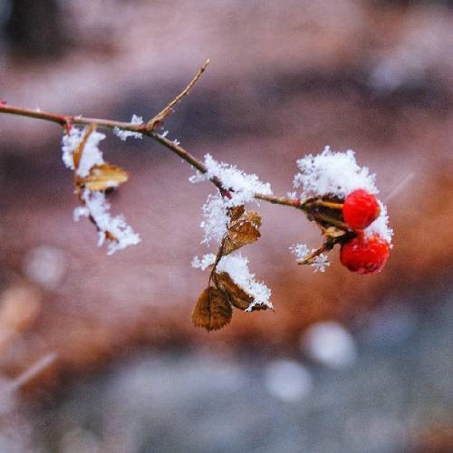 آر تی ام تکست کارما