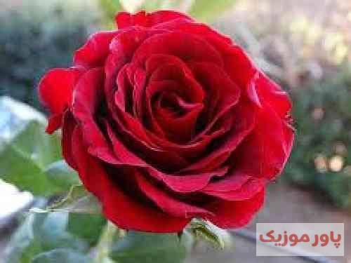 امیر خلوت دنیای من