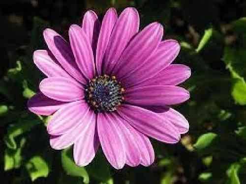 سید طالع باکویی بالام لای لای