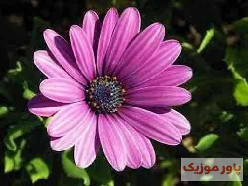 علی براتی که هرگوشش ترک داره بکش دست به سرم بابا