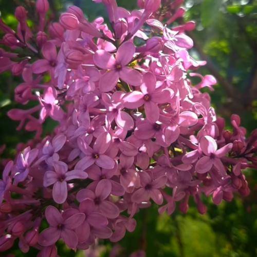  سلامتی دلم که یه روز خوش ندیده