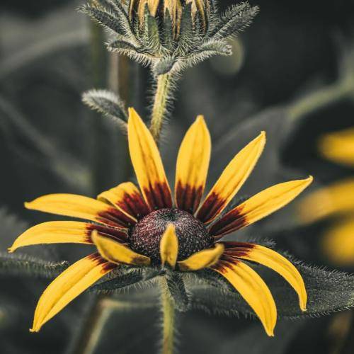 حسین صفامنش چنی زوخ از دسِت خوردم همه کس