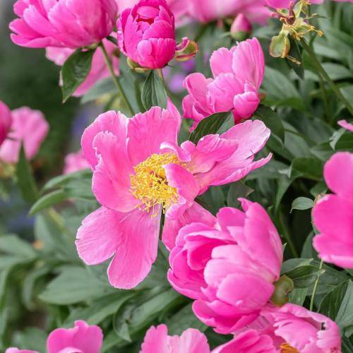 روح الله میرزایی خوشبختی