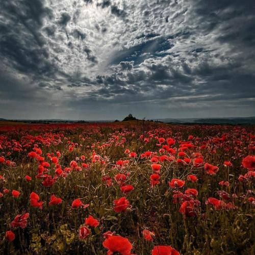  دلمو خون میکنه خنجر بی وفایی