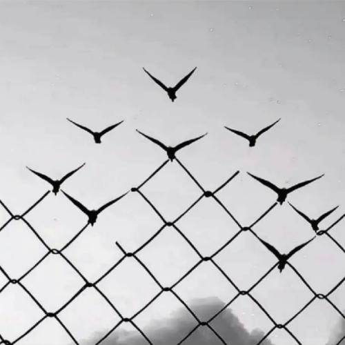 حمید هیراد شادی که زدی تیری به دلم اما تو خطا کردی