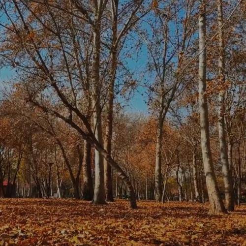 پاییز پر فریاده دهن وا کنه گوش دنیا رو کر میکنه