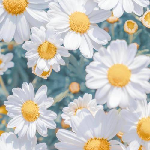 دلنیا رزازی چاوهری بووم