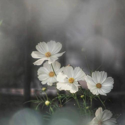 دلنیا رزازی له و روژهوه