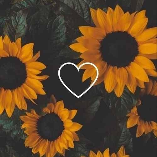 نسیم هوت زندگی