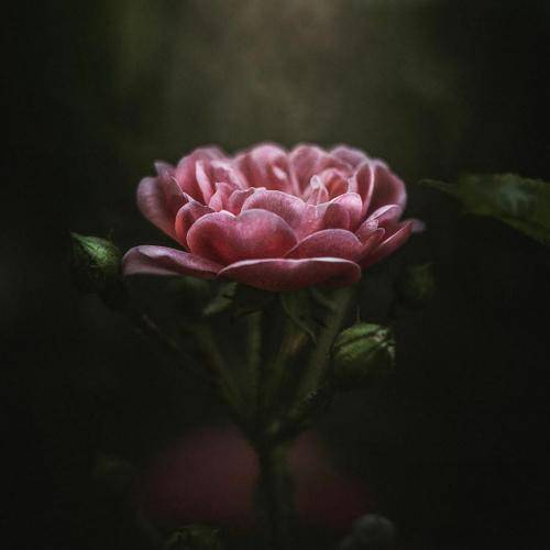 دلنیا رزازی پیم بلی