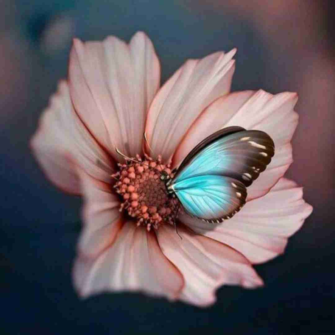 فاطمه عطایی کلاغ کجه شهر کجه دل کجه دلبر کجه