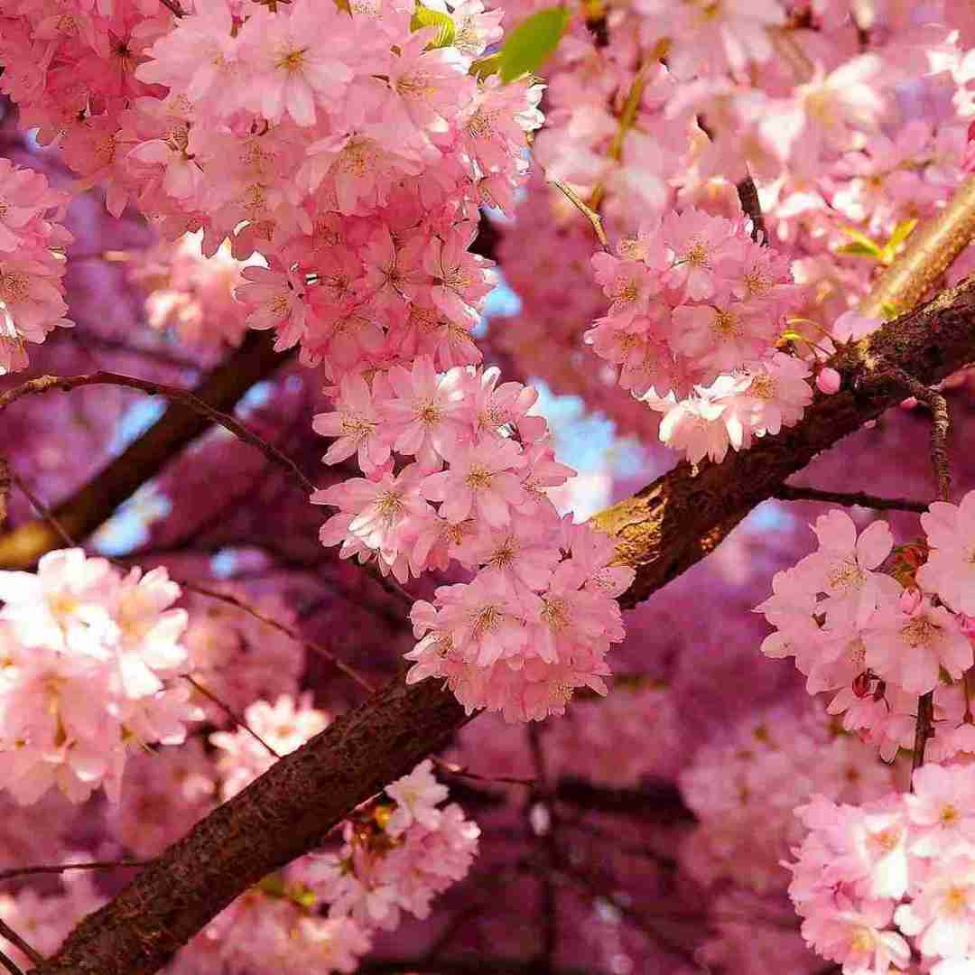 از آسمون داره میاد یه دسته حوری همشون کاکول به سر
