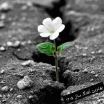 گلچین بهترین آهنگ های سال 1405 گلچین بهترین آهنگ های سال 1405