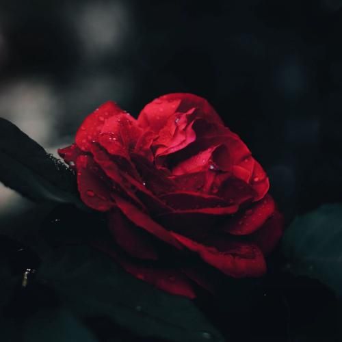 فاطمه رحمانی مسلمانون