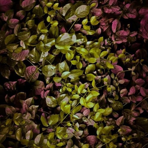 میگن چرا ازش خداحافظی نکردی من سر سلام