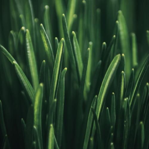  نبهسم رود حجله ی شادی رود نکردی رود رخت