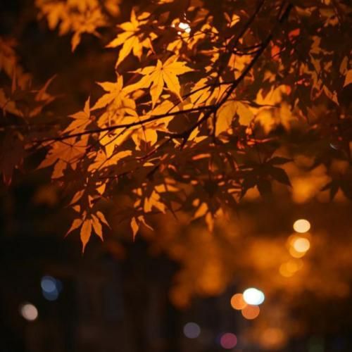 فاطمه مهلبان ما درد مشترک شدیم در این هیاهوی زمین