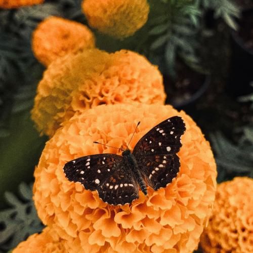  این سوز زمستون تمومی نداره واسه من