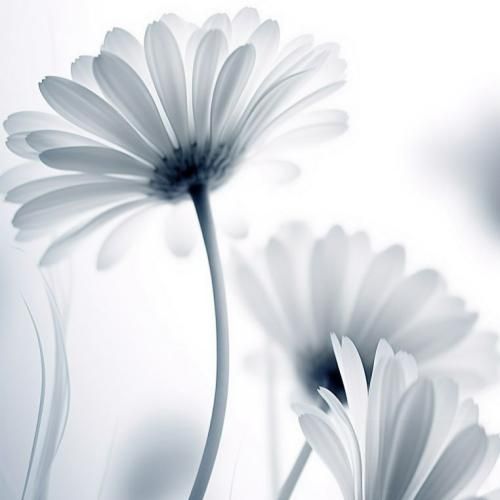 سنا برزنجه خهیالهکهم چووو