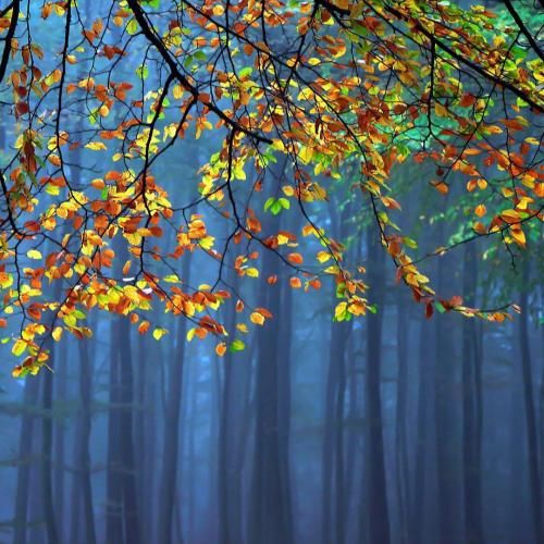  گوسفندا دخیل میبندن به قفس گرگ نفرت میچکه