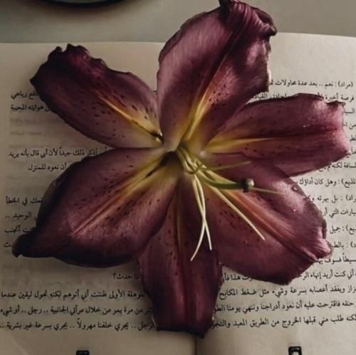 یادت میاد یه روز برات دوست دارم میخوندم (میکس اینستا)